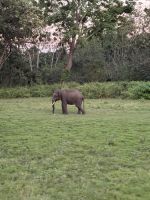 Fahrt durch den Nationalpark in Richtung Mysore
