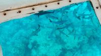 Glasbodenboot, Rangiroa
