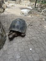 Riesenschildkröte auf Moyenne Island