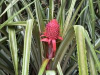 Jardin du Roi Gewürzgarten