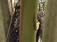 Spaziergang im Vallée de Mai Praslin