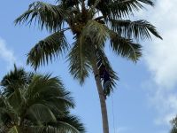 Ernte der Kokosnüsse am Hotel Coco de Mer Praslin