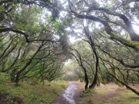 Nebelwald bei Las Hayas/Garajonay Nationalpark/La Gomera/Kanaren