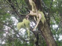 Baumflechten/Nebelwald bei Las Hayas/Garajonay Nationalpark/La Gomera/Kanaren