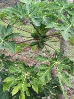 Wanderung von Rosas zum Mirador de Abrante/La Gomera/Kanaren