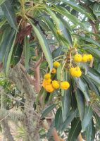 Erdbeerbaum/Wanderung Rosas zum Mirador de Abrante/La Gomera/Kanaren