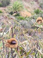 Kastanien/Wanderung von Rosas zum Mirador de Abrante/La Gomera/Kanaren