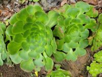 Wolfsmilchgewächs/Wanderung von Rosas zum Mirador de Abrante/La Gomera/Kanaren