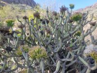 Wolfsmilchgewächs bei Imada/La Gomera/Kanaren
