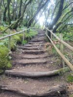 El Cedro/Garajonay-Nationalpark/La Gomera/Kanaren
