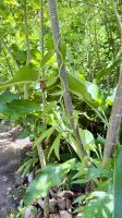 Vanillefarm, Taha'a