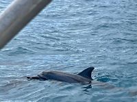 Spinnerdelfine, Moorea