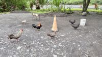 Hühner, Jeeptour, Tahiti 
