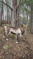 Cairngorms Reindeer Centre