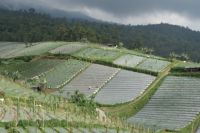 Gemüsefelder im Hochland von Zentraljava - Indonesien