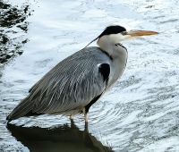 Der Reiher in Maastricht friert im Gegensatz zu uns nicht