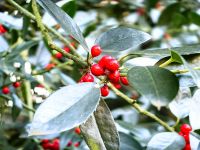 Die europäische Stechpalme paßt mit ihren Beeren hervorragend zu Weihnachten