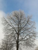 Winterzauber am Schliersee