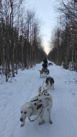 Husky Tour 