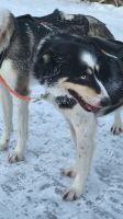 Husky 