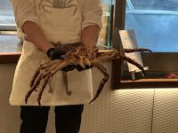 Riesenkrabbenpräsentation