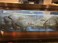 Riesenkrabben bekommen Zuwachs