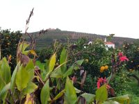 Orangenplantage bei Silves