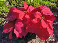 Weihnachtsstern mit Regentropfen