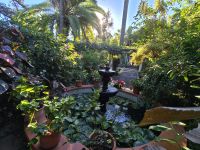 Orchideengarten Sitio Litre, Teneriffa 