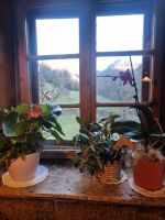 Lajen (Buschenschank 