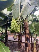 Bananenmuseum in Icod de los Vinos 