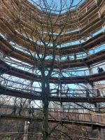 Silvester_2025_Binz: Baumwipfelpfad - Aufstieg