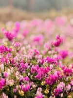 4. Tag - blühende Heide „Winterfreude“, Heidegarten Schneverdingen