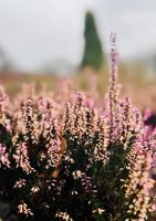 4. Tag - Heidegarten Schneverdingen