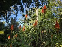 Botanischer Garten in Puerto de la Cruz, Teneriffa