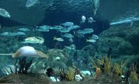 Loro Park, Teneriffa