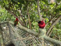 Loro Park, Teneriffa