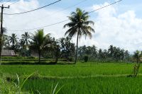 Reisfelder auf Bali - Indonesien
