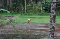 Bauern bei der Ernte auf Bali - Indonesien
