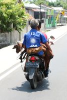 Ziege auf dem Moped, Lombok - Indonesien