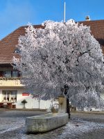 024Silvester Berner Oberland - Ausflug ins Emmental - Besuch der Emmentaler Schaukäserei