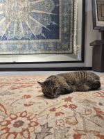 Teppichknüpfwerkstatt in Istanbul - Türkei