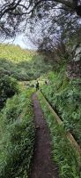 Madeira - Machico - Levada do Caniçal