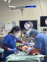 Abu Dhabi Falkenkrankenhaus