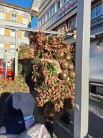 Die Wüeschte Chläuse