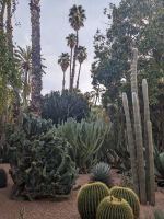 345) Jardin Majorelle, Garten von Yves Saint Laurent, Marrakesch, Marokko