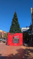 Unser Weihnachtsbaum in Wellington