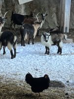 Weihnachts- & Silvesterreise Südtirol:  Moos- Pflegers Käserei