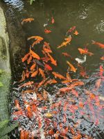 Weihnachts- & Silvesterreise Südtirol:  Orchideenwelt  Gargazon