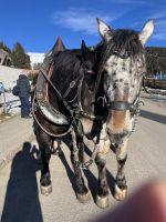 Weihnachts- & Silvesterreise Südtirol:  Seiser Alm - Komifahrt 